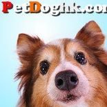 PetDoghk.com chat bot